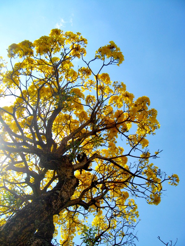 Tabebuia Fiesta
