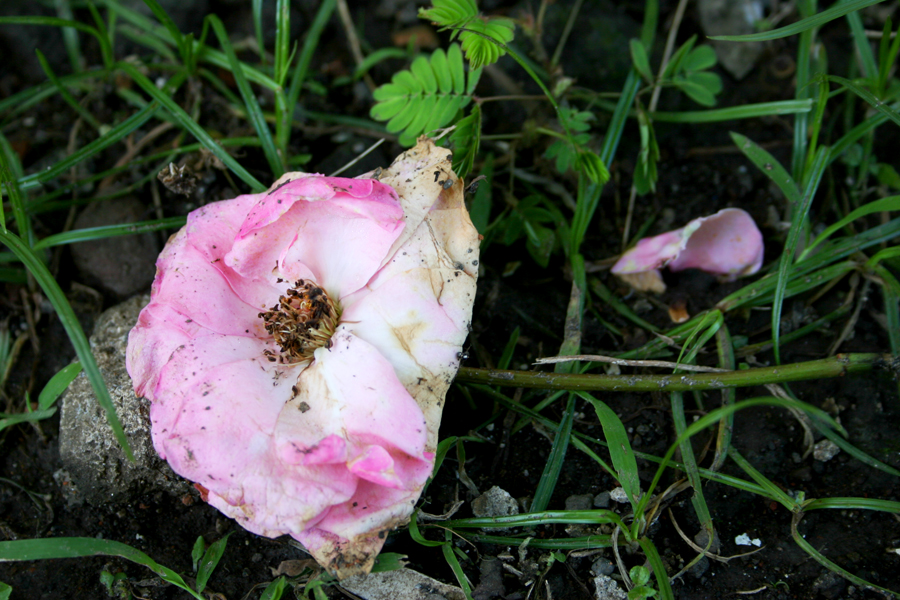 ATT_1395247892877_IMG_9803a-s.jpg image