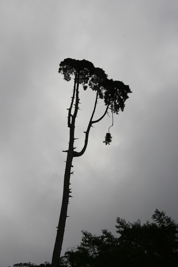 Black Tree