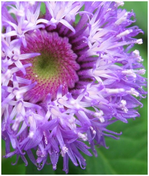 Lark Daisy