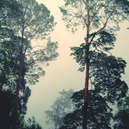 Forbidden Forest